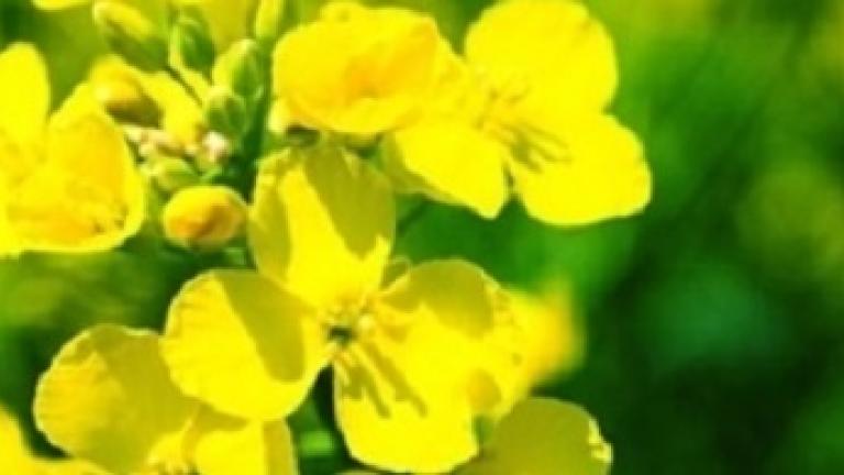 rapeseed syngenta 