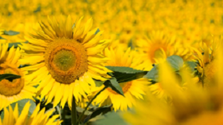 sunflower syngenta