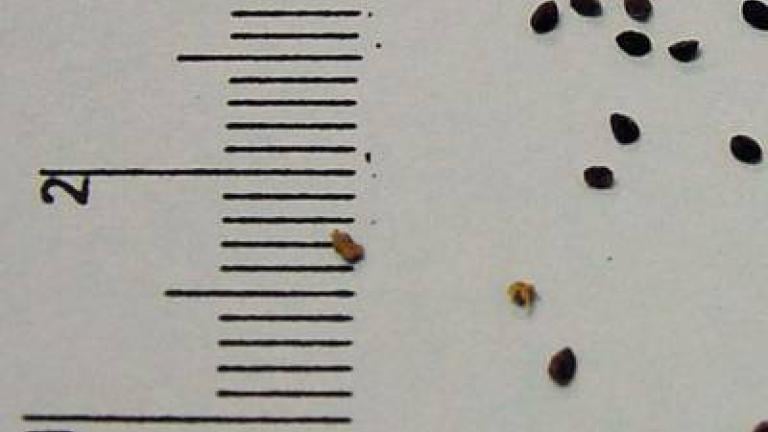 drchnicka_rolni syngenta 