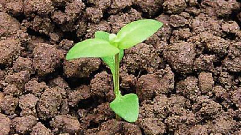 drchnicka_rolni syngenta 
