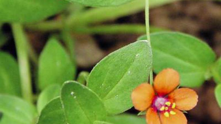 drchnicka_rolni syngenta 