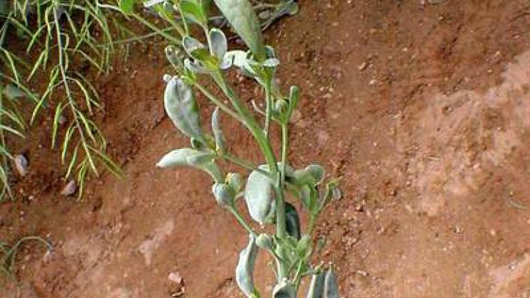 fytoplazmy syngenta 