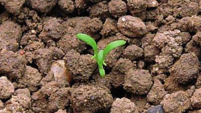 hermanek_pravy syngenta 