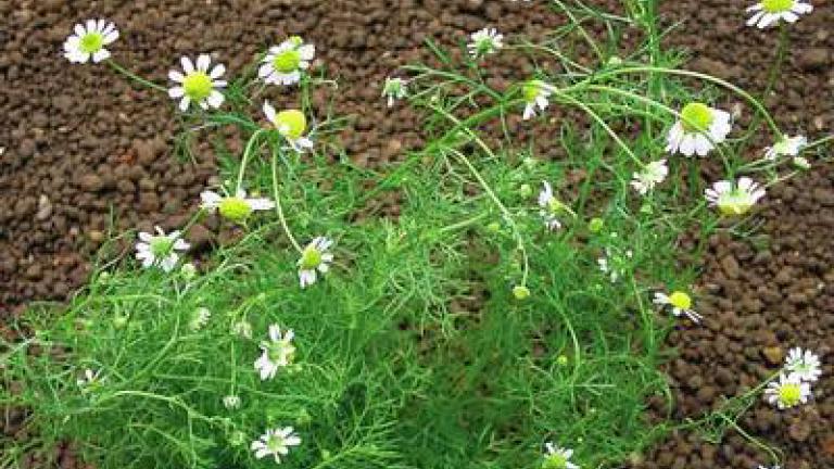 hermanek_pravy syngenta 