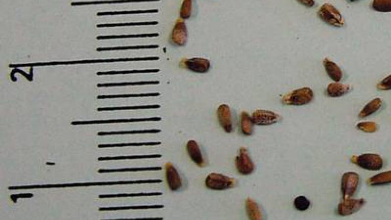 hluchavka_nachova syngenta 