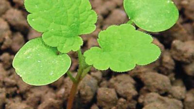 hluchavka_nachova syngenta 