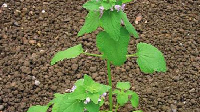 hluchavka_nachova syngenta 