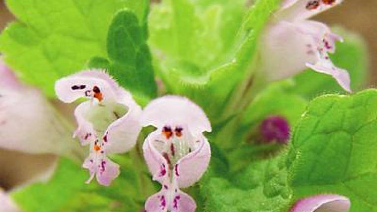 hluchavka_nachova syngenta 