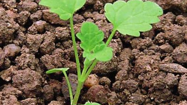 hluchavka objimava syngenta