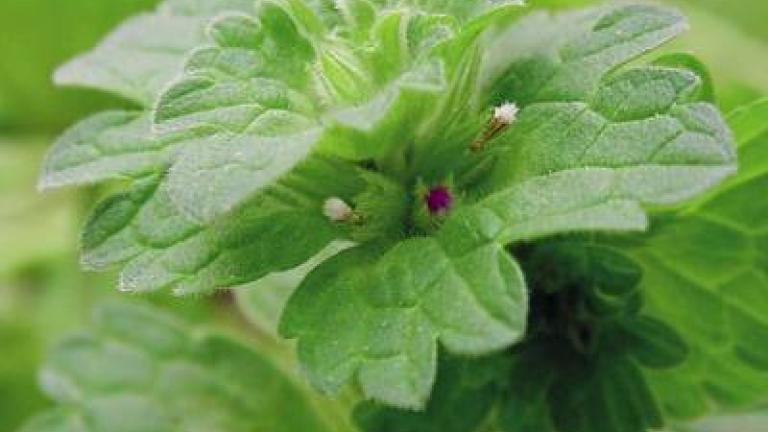 hluchavka objimava syngenta