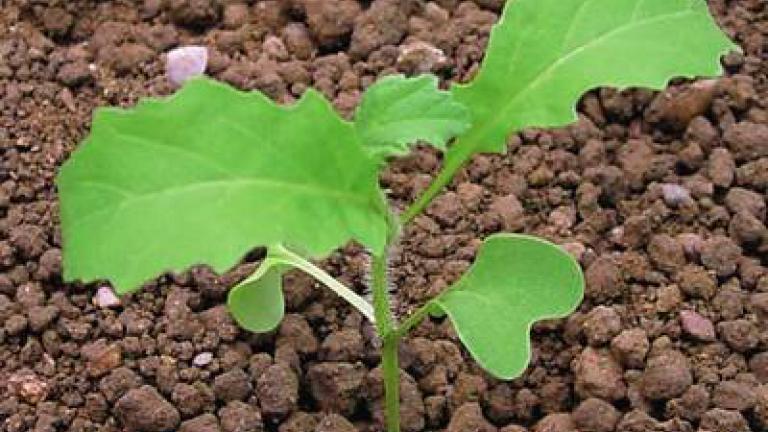 horcice_rolni syngenta 