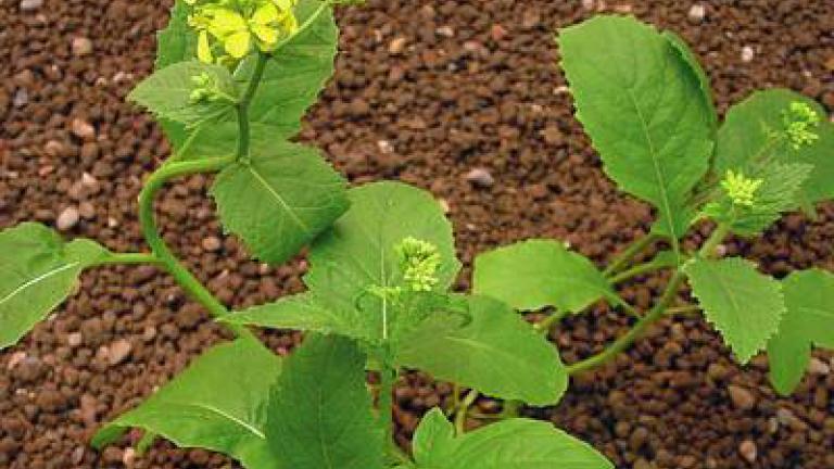 horcice_rolni syngenta 