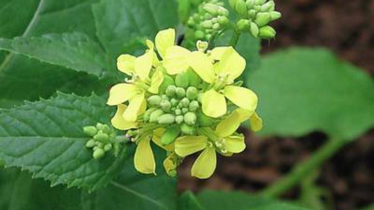 horcice_rolni syngenta 