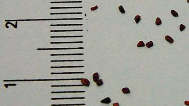 hulevnik_lekarsky syngenta 