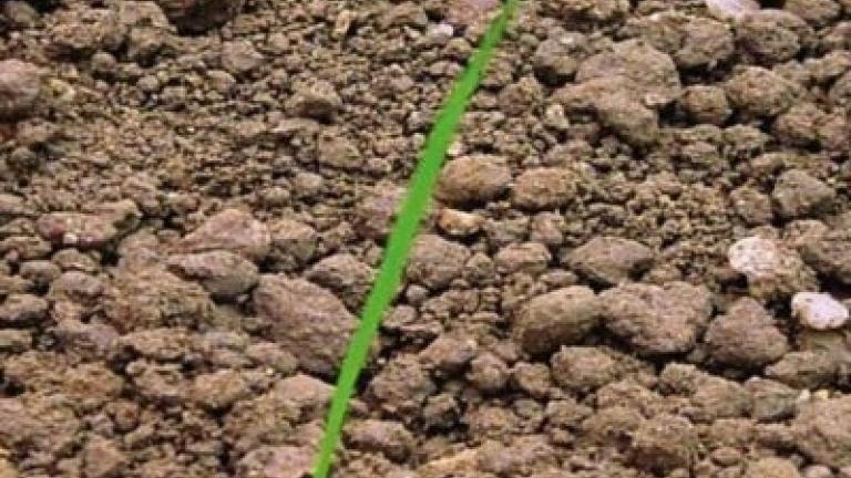 jilek_mnohokvety syngenta 
