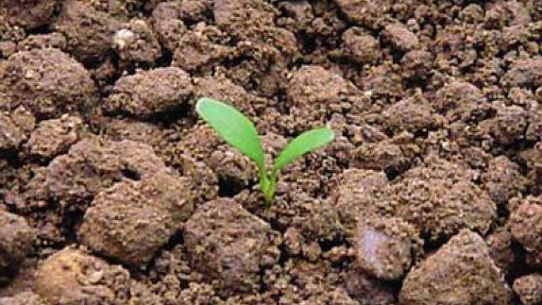 jitrocel_vetsi syngenta 