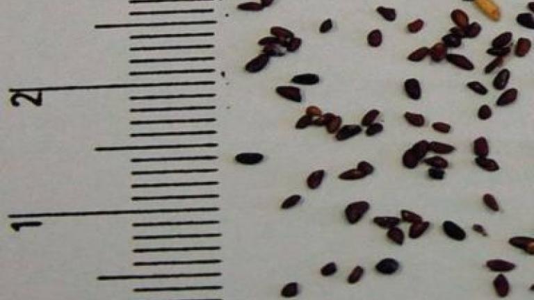 jitrocel_vetsi syngenta 