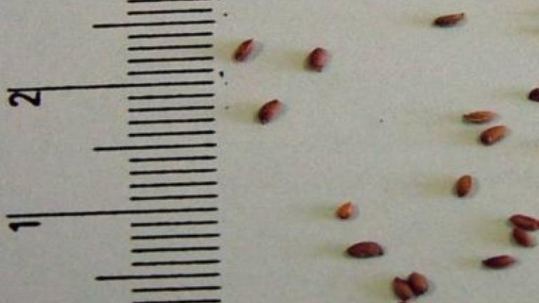 kakost_malicky syngenta 