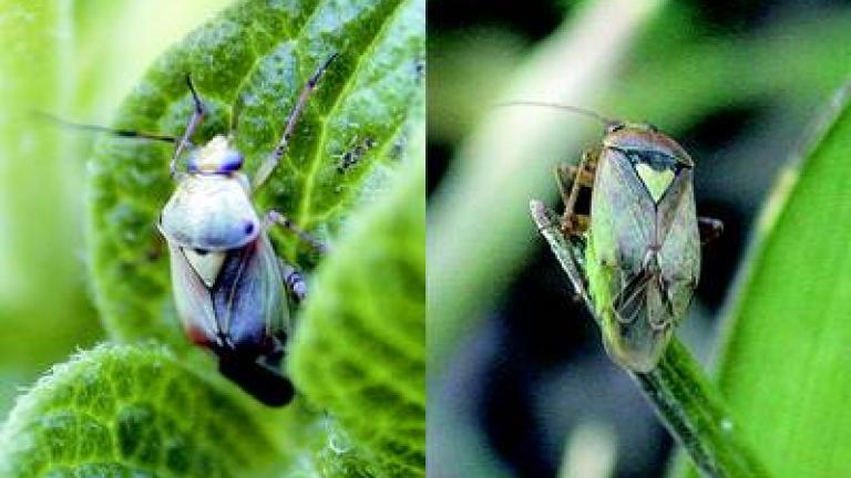 klopusky syngenta 