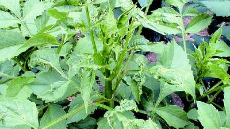 klopusky syngenta 