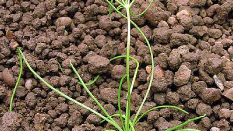 kolenec_rolni syngenta 