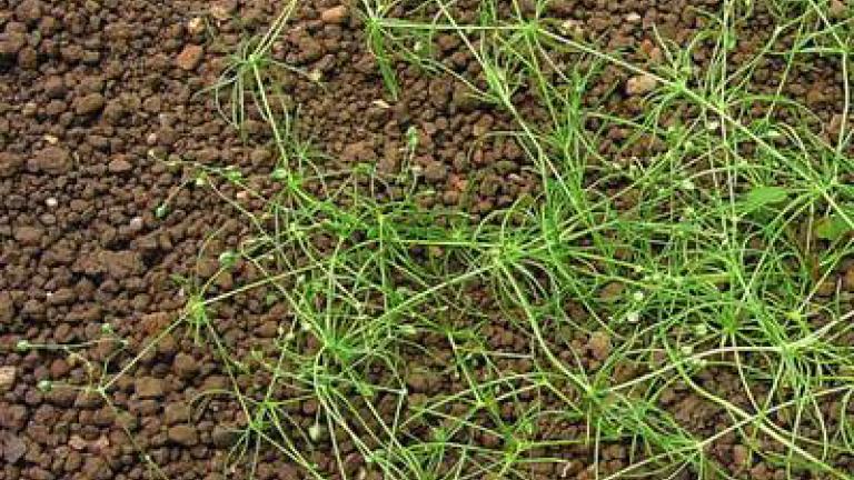 kolenec_rolni syngenta 