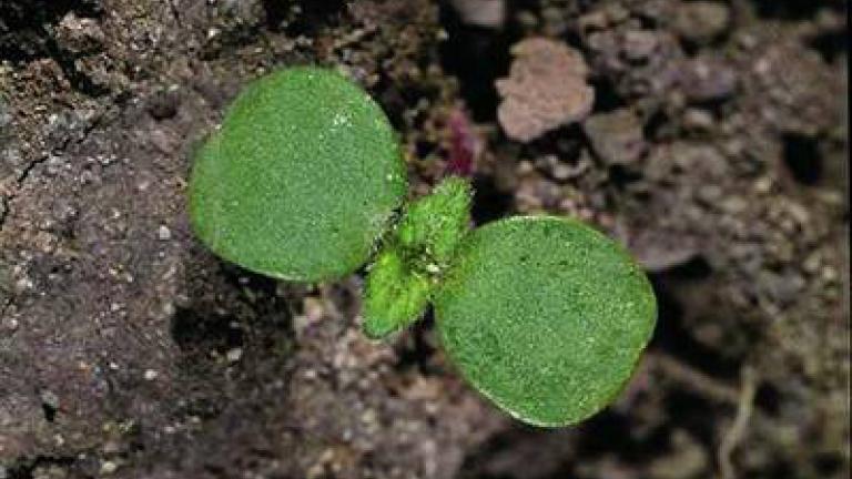 konopice_polni syngenta 