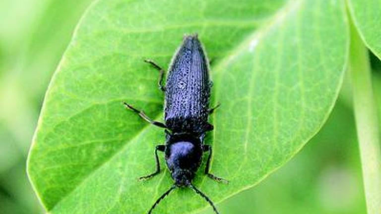 Kovarici syngenta