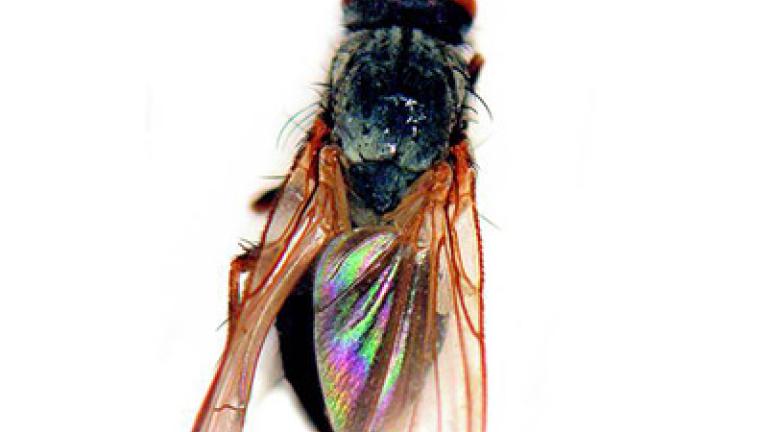 kvetilka_repna_1_2 syngenta 