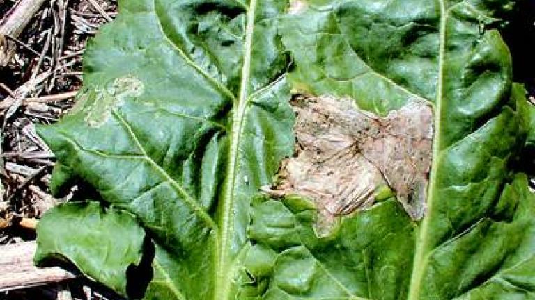 kvetilka repna syngenta 