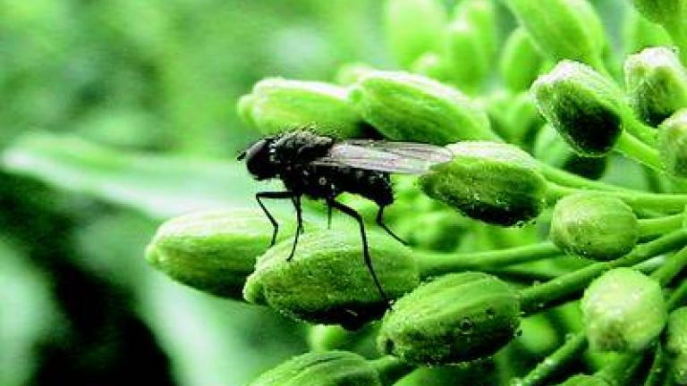 kvetilka zelna syngenta 