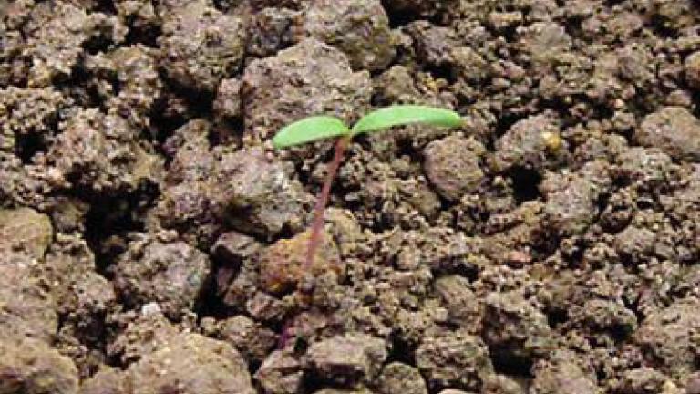 laskavec_ohnuty syngenta 