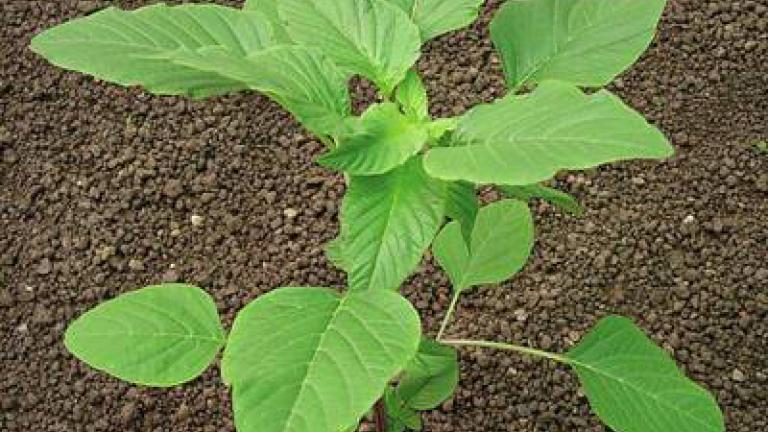 laskavec_ohnuty syngenta 