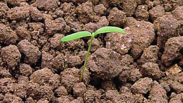 lebeda_rozkladita syngenta 