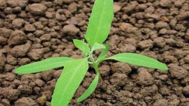 lebeda_rozkladita syngenta 
