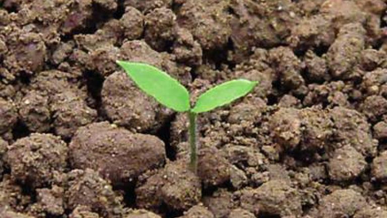 lilek_cerny syngenta 