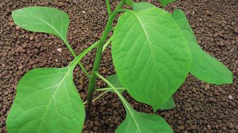 lilek_cerny syngenta 