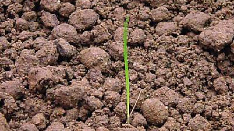 lipnice_rocni syngenta 