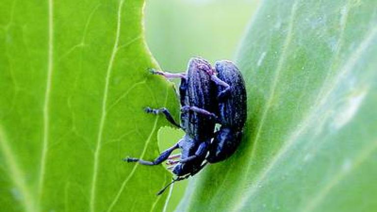listopasi syngenta