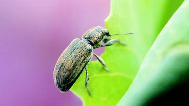 listopasi syngenta