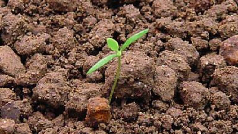 mak_vlci syngenta 