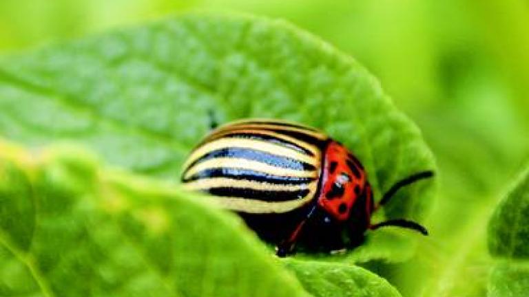 mandelinka bramborova syngenta 