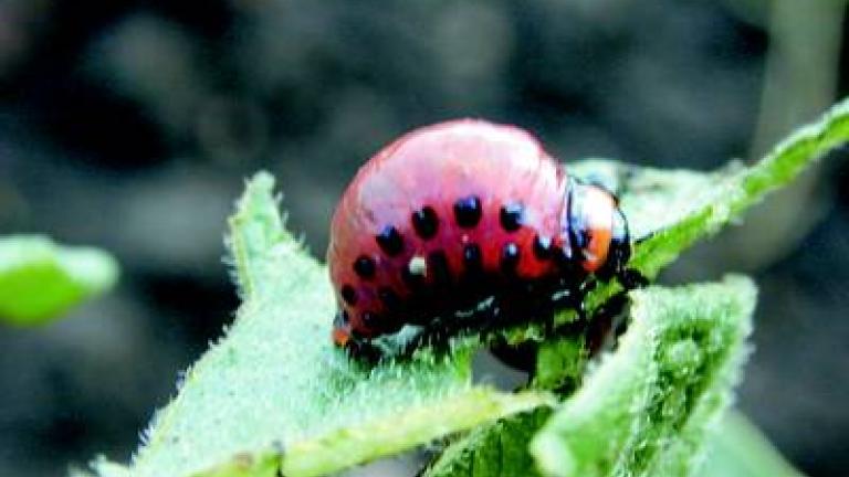 mandelinka bramborova syngenta