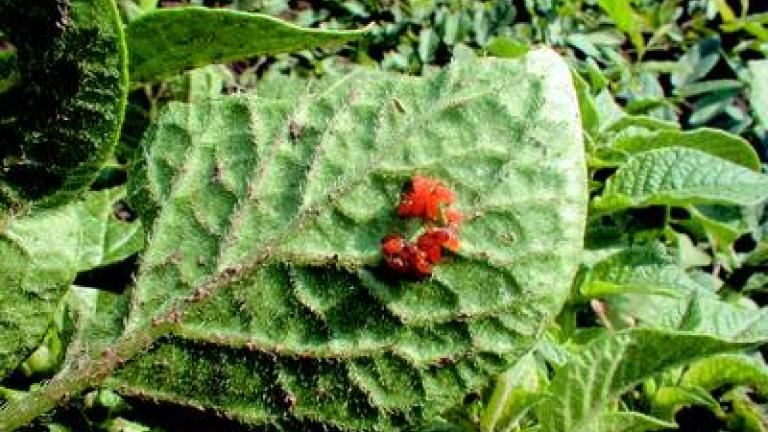 mandelinka bramborova syngenta