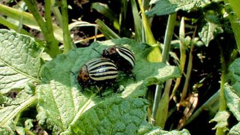 mandelinka bramborova syngenta