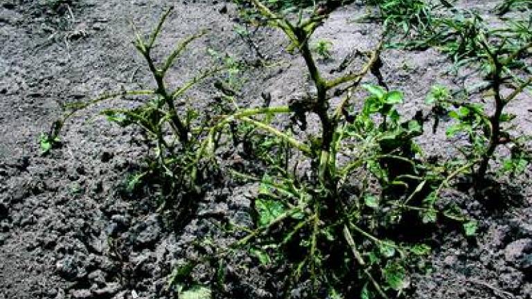 mandelinka bramborova syngenta