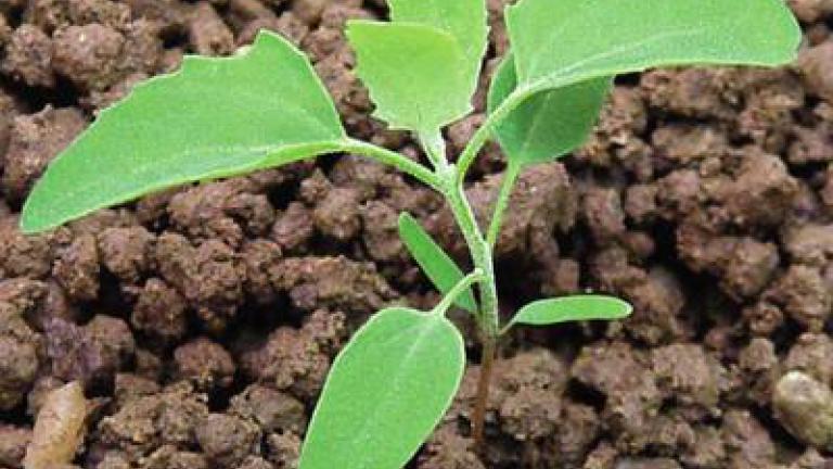 merlik_bily syngenta 
