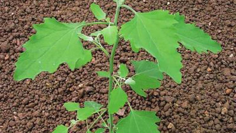 merlik_bily syngenta 