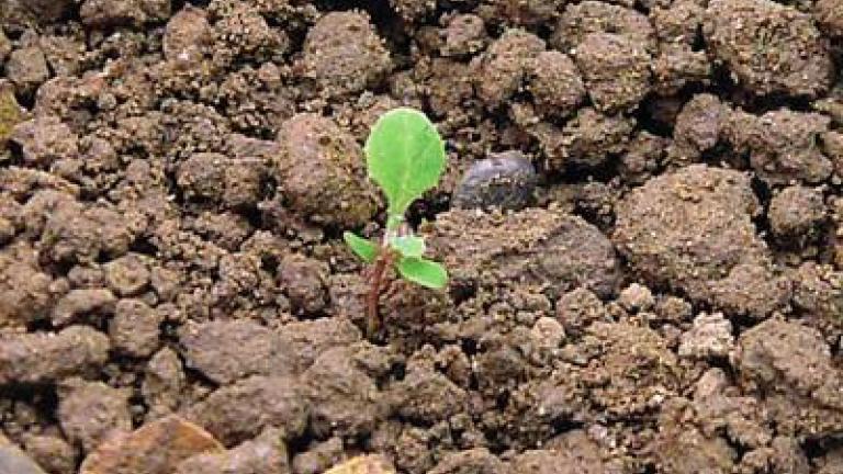 mlec_rolni syngenta 
