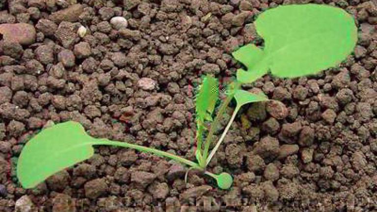 mlec_rolni syngenta 